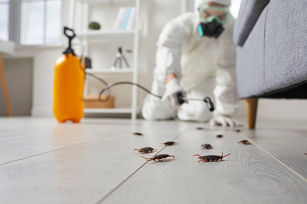 Affordable Termite Control solutions in Solvay, NY